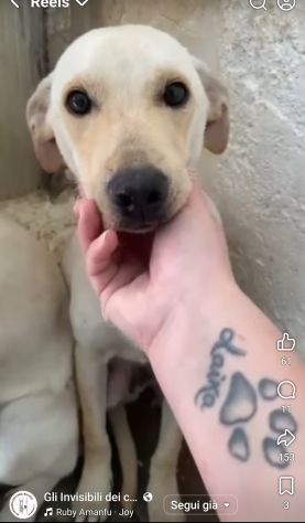 CARLOS SIMIL LABRADOR IN MINIATURA CUCCIOLO IN ADOZIONE - Foto 3