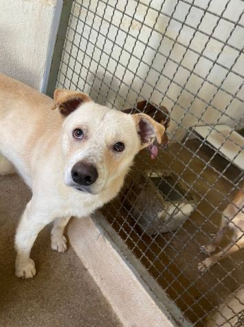 LIVIO UNA SPERANZA PER LUI, CANE IN ADOZIONE TG MEDIA - Foto 4