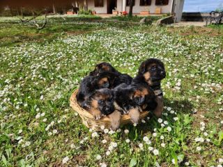 Cuccioli di Pastore Tedesco