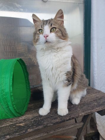 gatto splendido da adottare - Foto 2