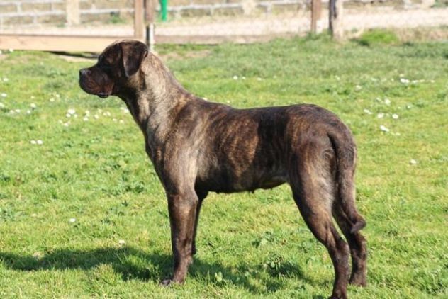 Carisma meravigliosa derivata cane corso - Foto 4
