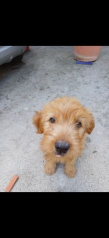 Regalo 3 cucciole - Foto 6