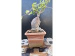 Cactus Caudex Bonsai -  Fokea Edulis - RARA!