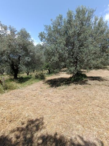 Olivi secolari nelle colline Toscane - Foto 6