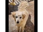 CANILE DI 3.000 CANI I POST SONO LA LORO UNICA POSSIBILITA' DI VISIBILITA'