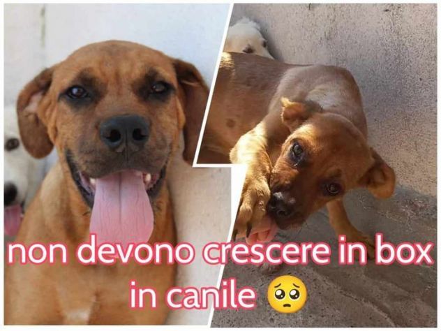 LISA sui 3anni timida, ma buona! SUD - Foto 2