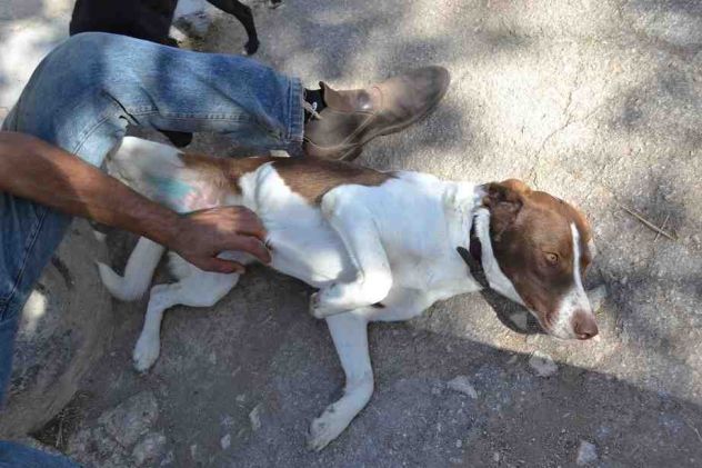 SVEVO, cane vitale e dolcissimo - Foto 2