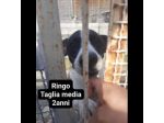 Cagnolini in adozione: RINGO ROMOLA BELLA FREDDY PABLO MONDO'