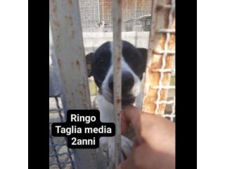 Cagnolini in adozione: RINGO ROMOLA BELLA FREDDY PABLO MONDO'