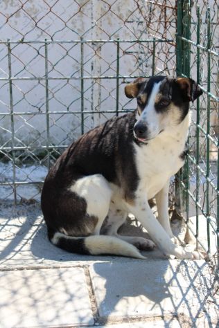 TERRY 5 ANNI 15/18 kg IN CANILE - Foto 5