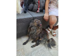 Alessia: taglia piccola socievole equilibrata