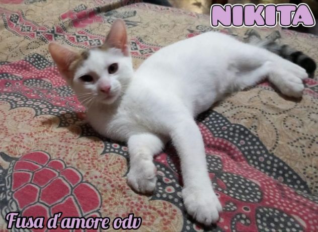 NIKITA, dolce gattina in adozione