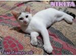 NIKITA, dolce gattina in adozione