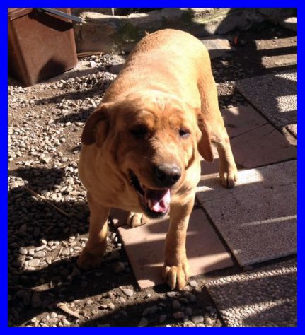 MIX LABRADOR ROTTWEILER DOLCISSIMA CERCA CASA - Foto 2