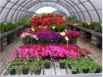 " Fiori e Piante " Possibilità più Unica che Rara
