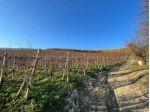 Terreno di 110000 m² in vendita a Alice Bel Colle