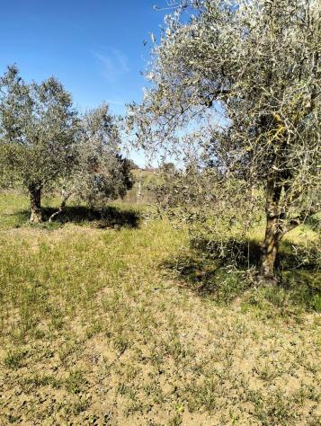 Terreno in vendita a Caltagirone - Foto 6