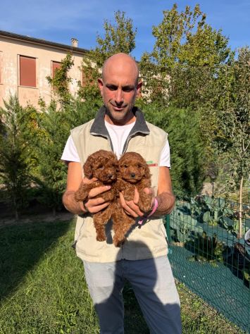 Cucciole di Barboncino Toy Red Asia - Foto 2