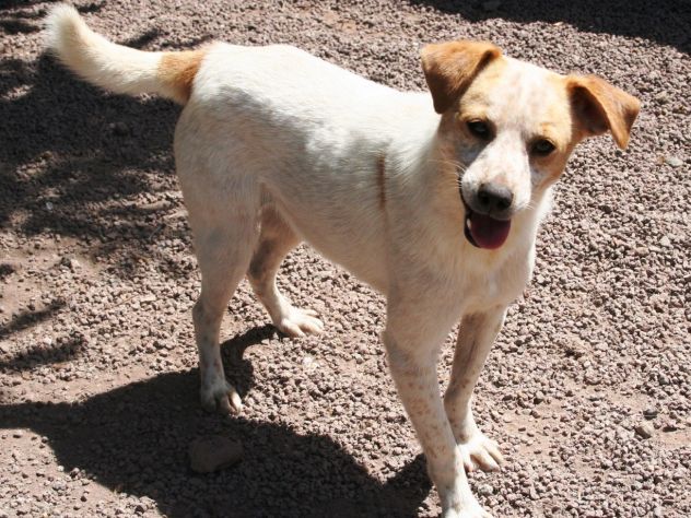 PRINCE, un principino di 10 kg - Foto 3