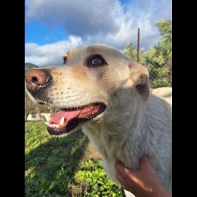 CORBINA MAGNIFICO CARATTERE CANE IN ADOZIONE - Foto 3