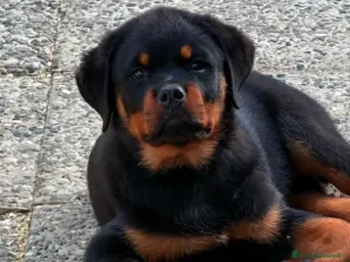 Cuccioli Rottweiler pedigree Enci pagamenti agevolati