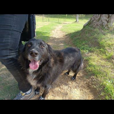 JACK bellissimo e socievolissimo CANE IN ADOZIONE - Foto 2