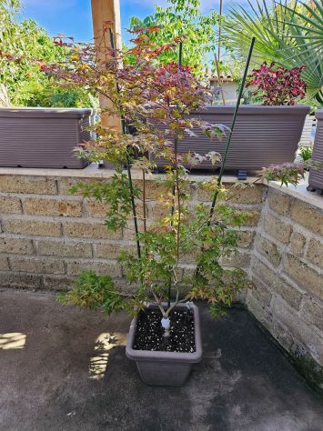 ACER PALMATUM DESHOJO (ANGUILLARA SABAZIA RM)