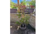 ACER PALMATUM DESHOJO (ANGUILLARA SABAZIA RM)
