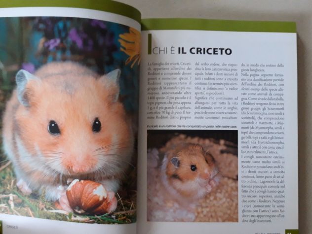 Criceti - Foto 4