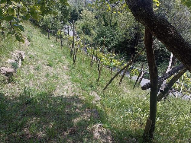 Terreno agricolo in vendita a Fontia - Carrara 3000 mq Rif: 798593 - Foto 4