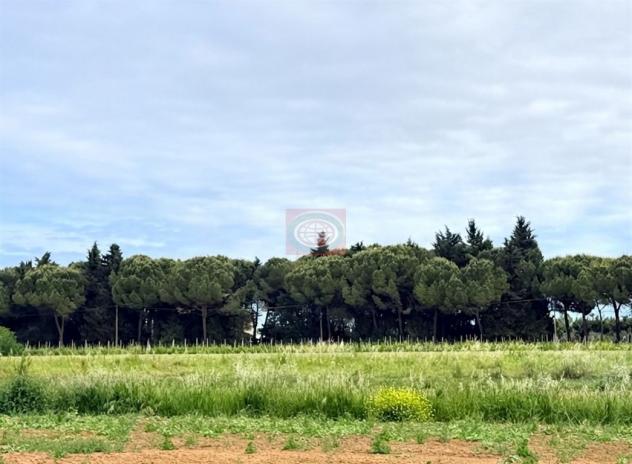 CERVIA ( Montaletto ): PINETA SECOLARE ( terreno agricolo ) ideale per CASA MOBILE su ruote o camper