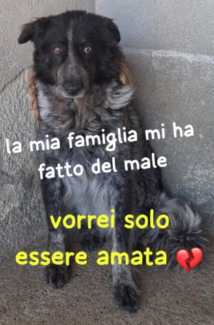 STELLA 8 ANNI taglia media E’ IN CANILE - Foto 5