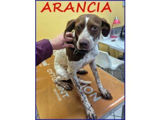 ARANCIA giovane pointerina timorosa ma anche speranzosa