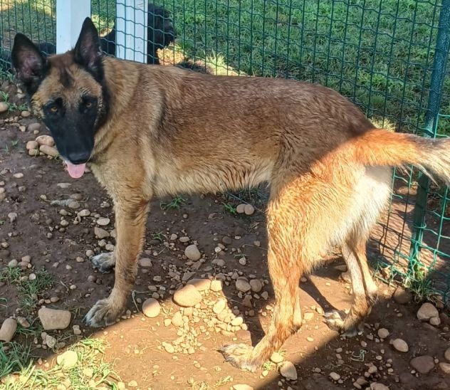 LAIKA, Pastore Belga Malinois, cerca casa (si trova a Mantova) - Foto 5