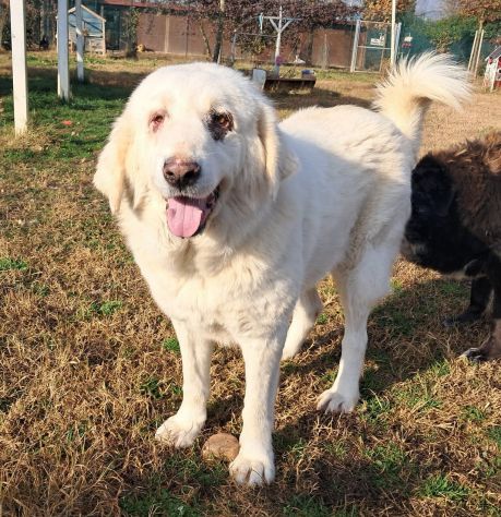 VITA, cagnolona dolcissima in cerca di una bella famiglia - Foto 6