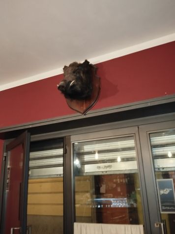 Bellissima Testa di cinghiale - Foto 2