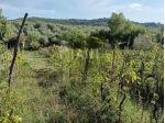 Terreno agricolo in vendita a Limoncino - Livorno 1700 mq  Rif: 1449572