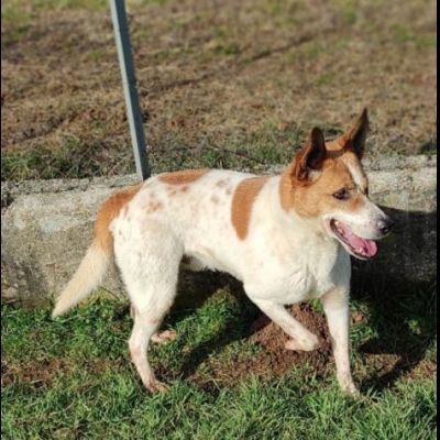 DIMENTICATI DAL MONDO TAMBURELLO CANE IN ADOZIONE TG MEDIA - Foto 7