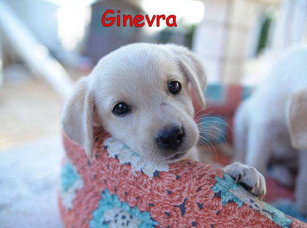 Quattro cuccioli incrocio labrador in adozione - Foto 6