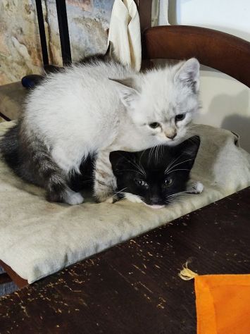 Bellissimi micetti in regalo - Foto 2