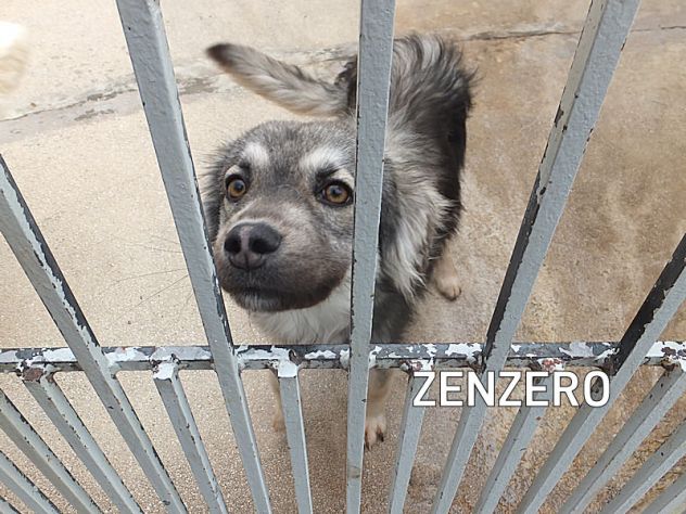 Zenzero cagnolino carinissimo
