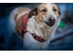 SISSI, 2 ANNI, TAGLIA MEDIA, SALVATA DA UN CANILE LAGER