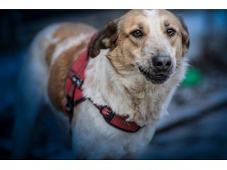 SISSI, 2 ANNI, TAGLIA MEDIA, SALVATA DA UN CANILE LAGER
