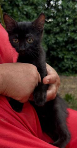 Moka gattina - Foto 2