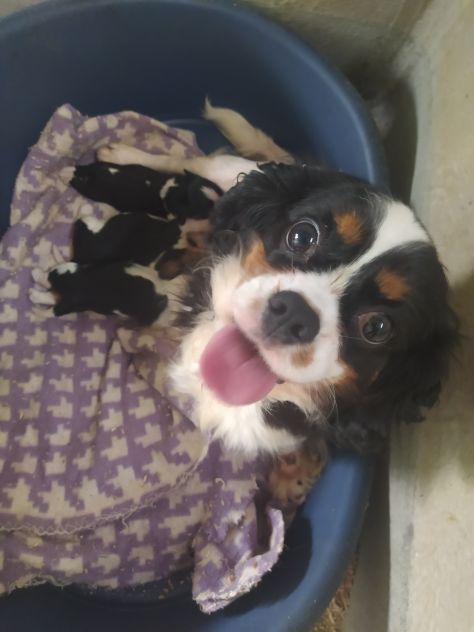 Cavalier king Charles Spaniel cucciole