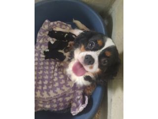 Cavalier king Charles Spaniel cucciole