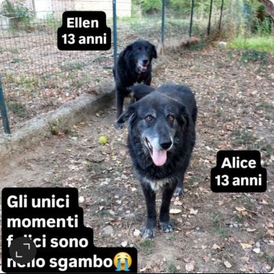 ALICE ed ELLEN DALLA STRADA ALLE SBARRE, CAGNOLINE IN ADOZIONE
