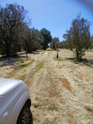 Uliveto da 1.86 ha - a Sud di Brindisi - Foto 8