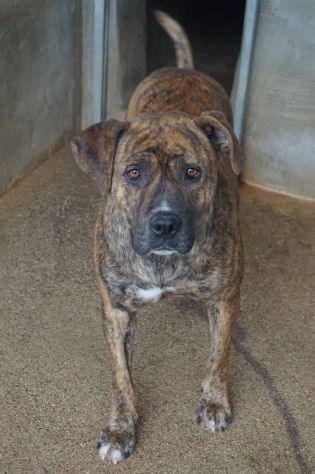 KARIN PICCOLA DELIZIOSA MAMMINA, CANE IN ADOZIONE - Foto 3