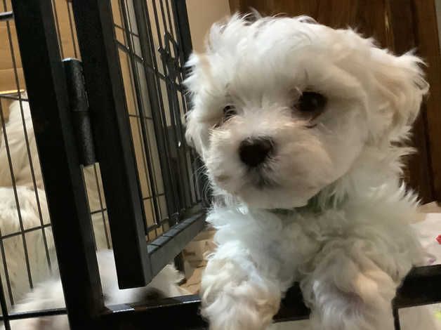 Cuccioli di maltese maschi e femmine